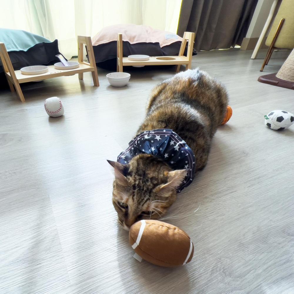 Formosan Naruwan Hotel Taitung Bagian luar foto A cat wearing a buster collar